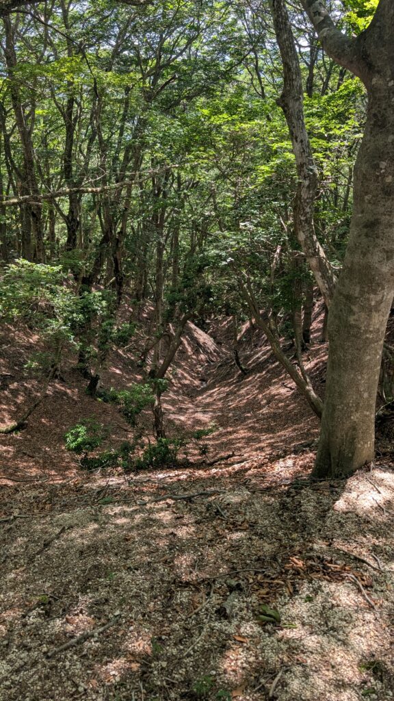釈迦が岳のブナ林