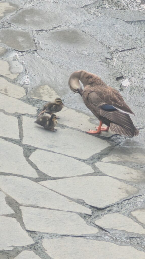 かもの親子