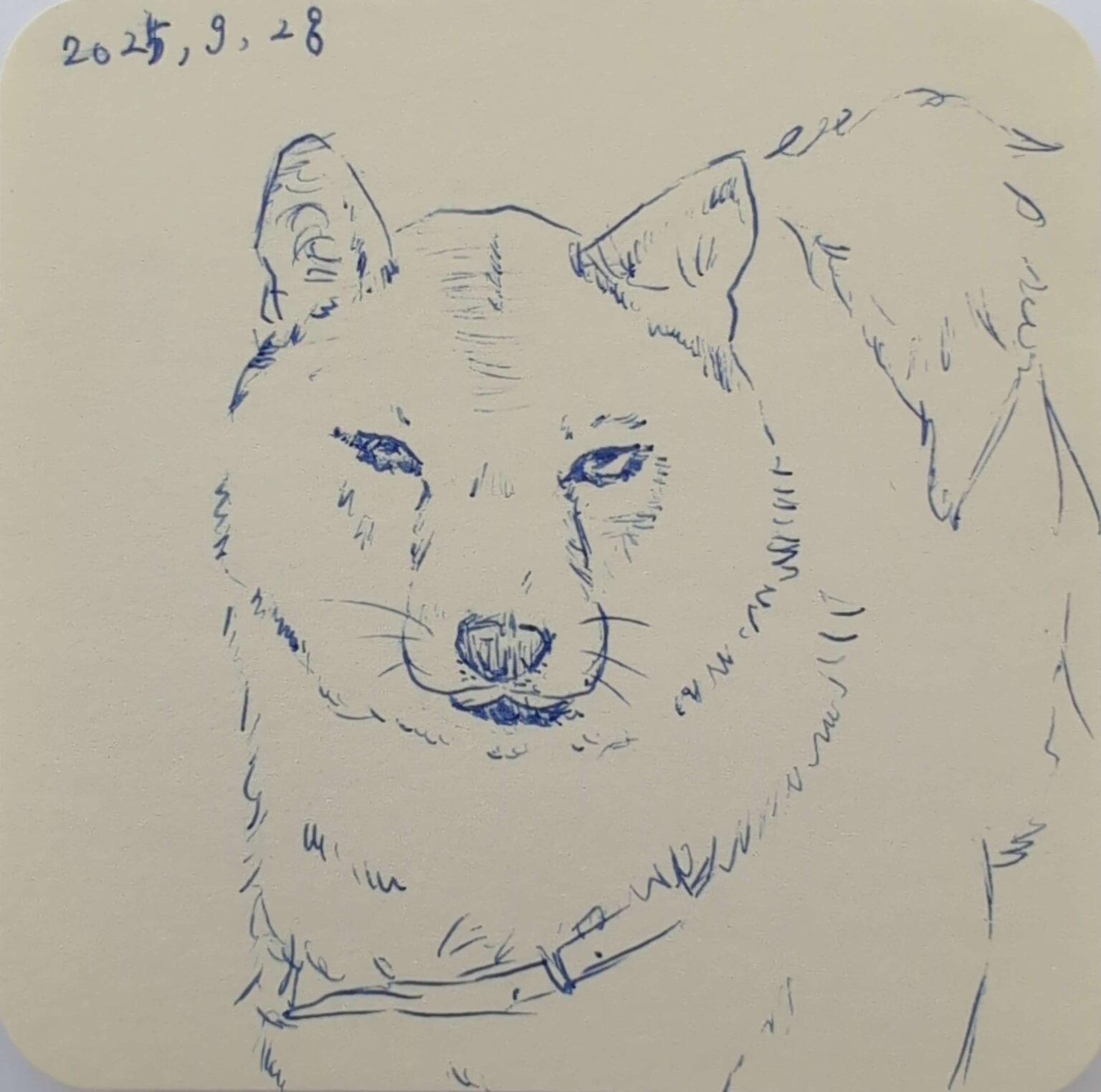 イッヌのさくらちゃんのイラスト