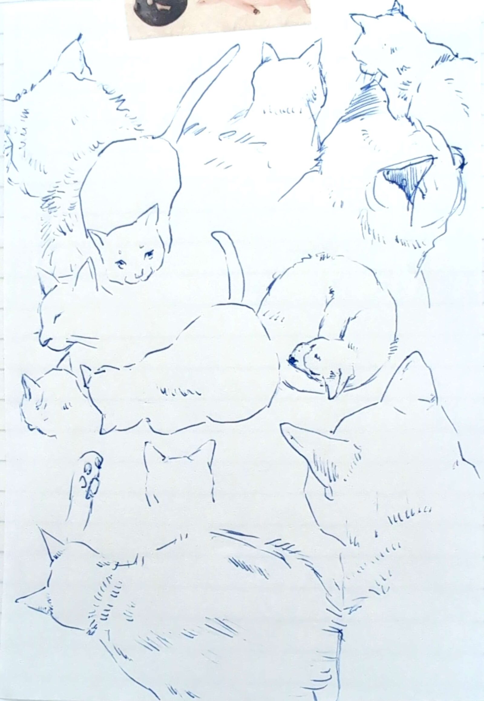 猫のイラスト詰め合わせ